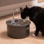 cata apa trebuie sa bea pisica pe zi